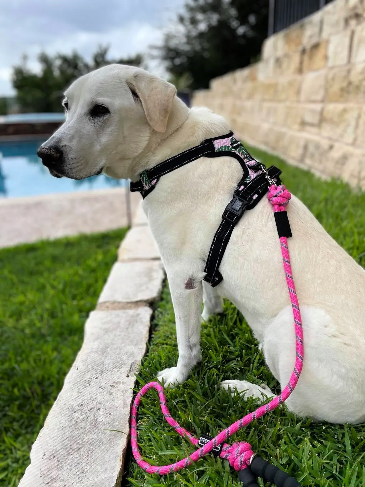 The Austin Rope Leash